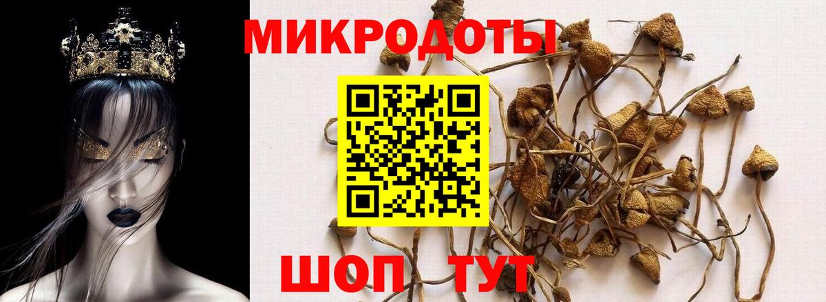 Псилоцибиновые грибы Cubensis Алушта